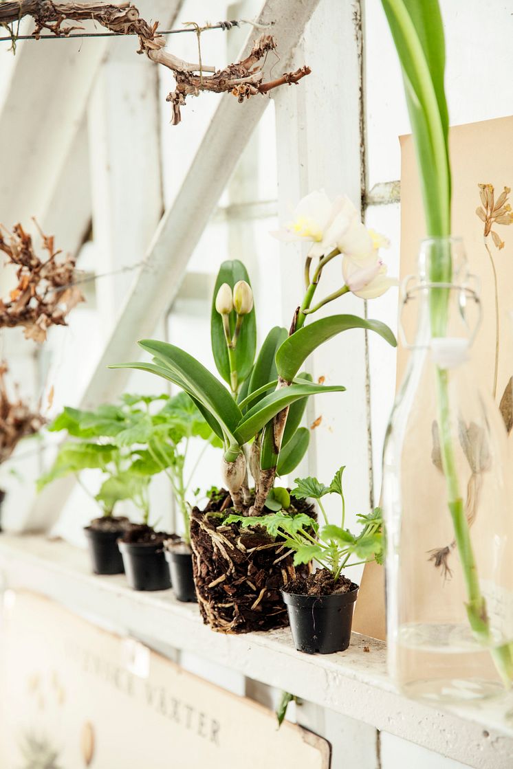 Blomsterlandet vår doftpelargon