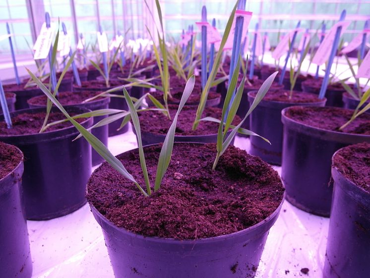 Pajbjergfonden og Nordic Seed: Nye planter i det nye drivhus
