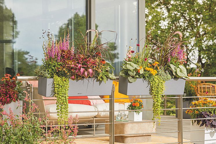 Buntes Pflanzenparadies auf Ihrer Sommerterrasse