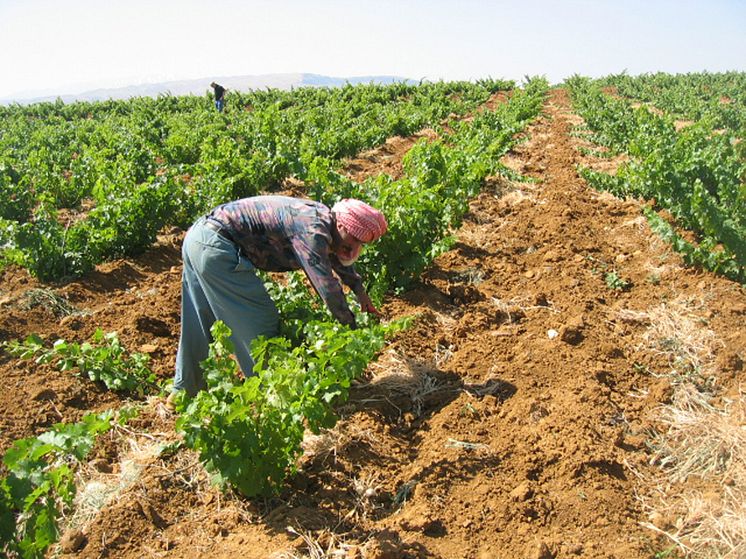 Chateau Musar vineyards Bekaa Valley