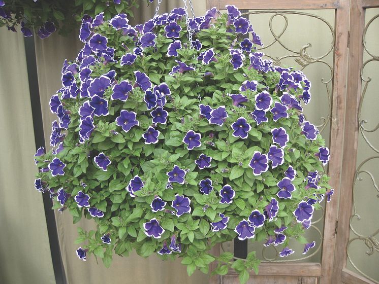 Petunia 'Rhythm & Blues'