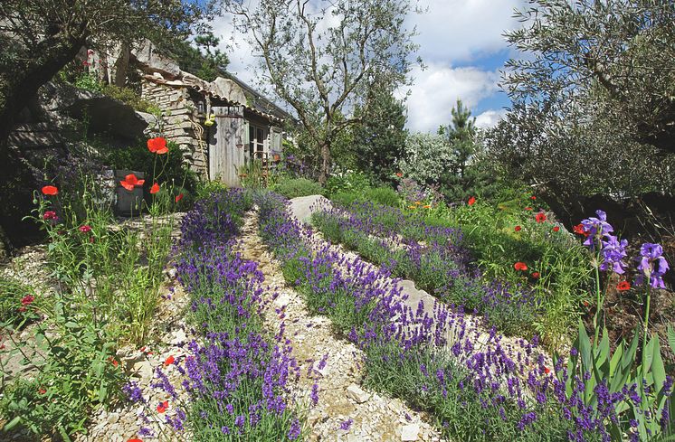 Lavendel