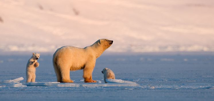 Polar bear with cubs at Svalbard-Photo - Asgeir Helgestad - VisitNorway.com (1).jpg