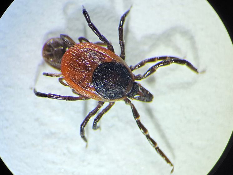 Ixodes_ricinus_liggande