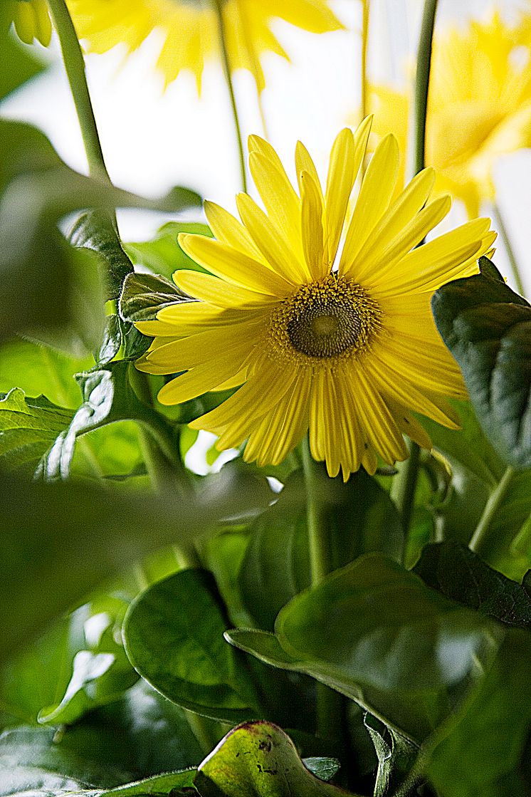 Gerbera