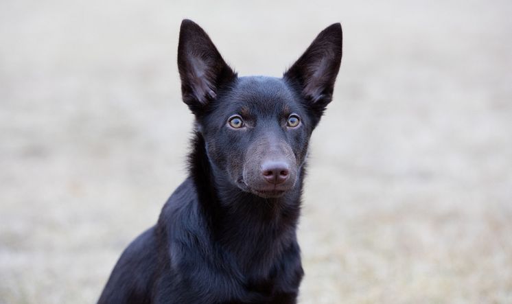 Australian kelpie 