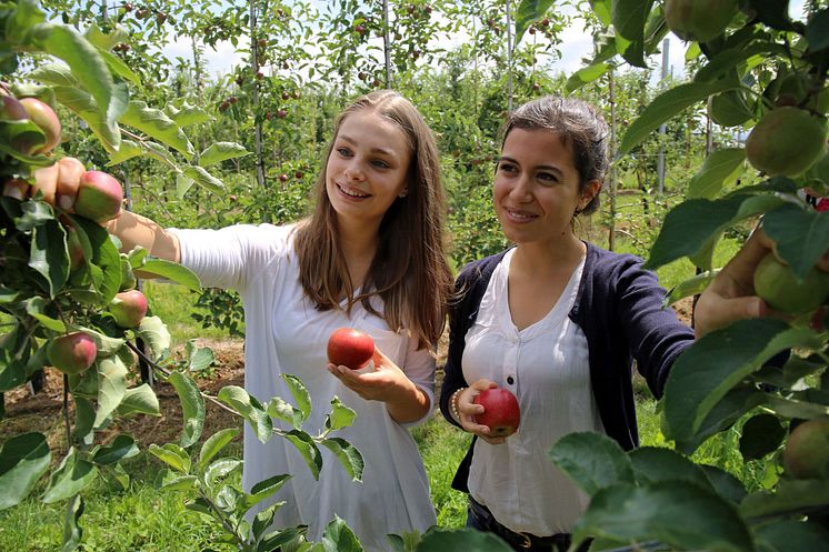 Sächsisches Obstland - Apfelernte