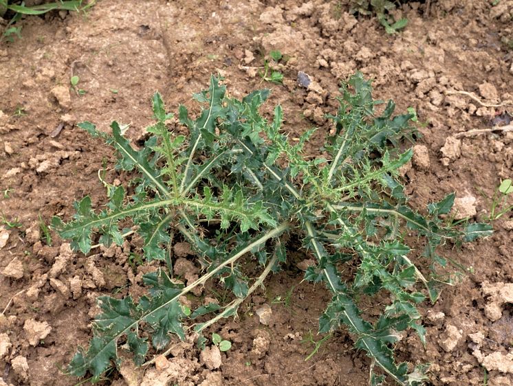 04_Creeping thistle_untreated_Neudorff.jpg