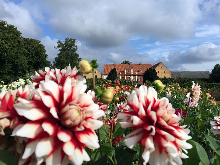 Katrinetorp, huvudbyggnaden sedd från trädgården med dahlior