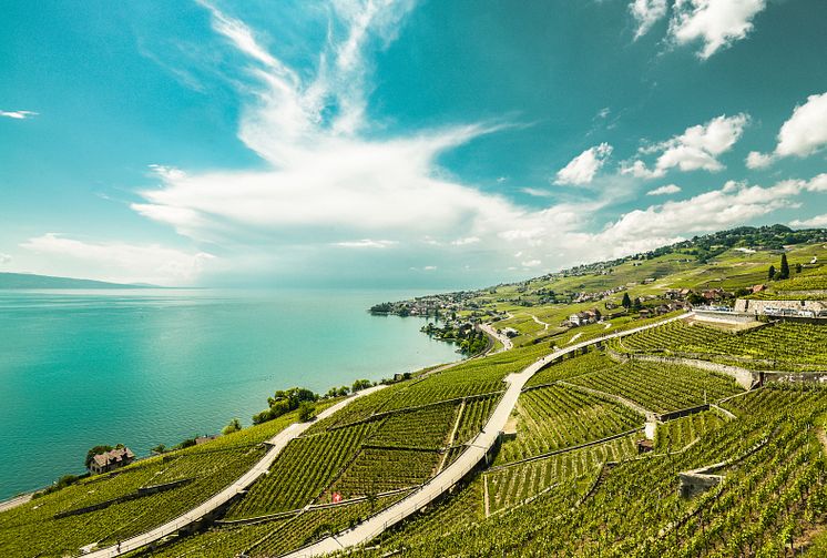 Das Weingebiet Lavaux am Genfersee
