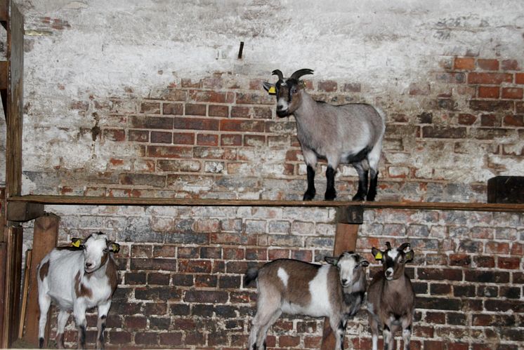 Weihnachten im Stall auf dem Klostergut Mößlitz: Bärenherz erhält beeindruckende Spende