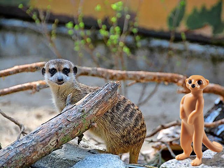 Neugierige Erdmännchen im Tierpark Germendorf