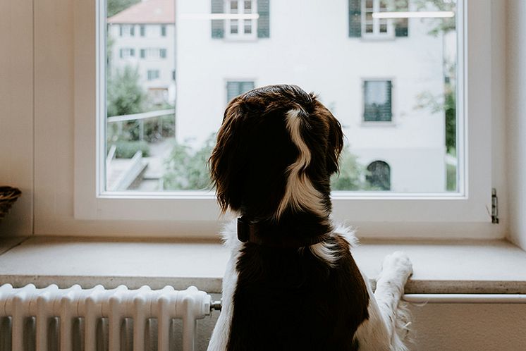 nyhetsbrevsbild-utskick-varmebalans-hund.jpg