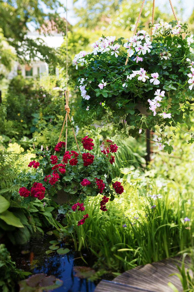 Hängande pelargoner