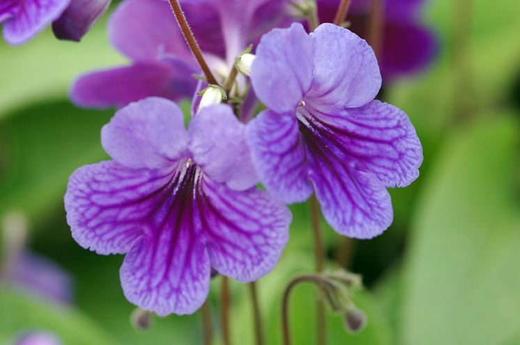 Streptocarpus Spirit