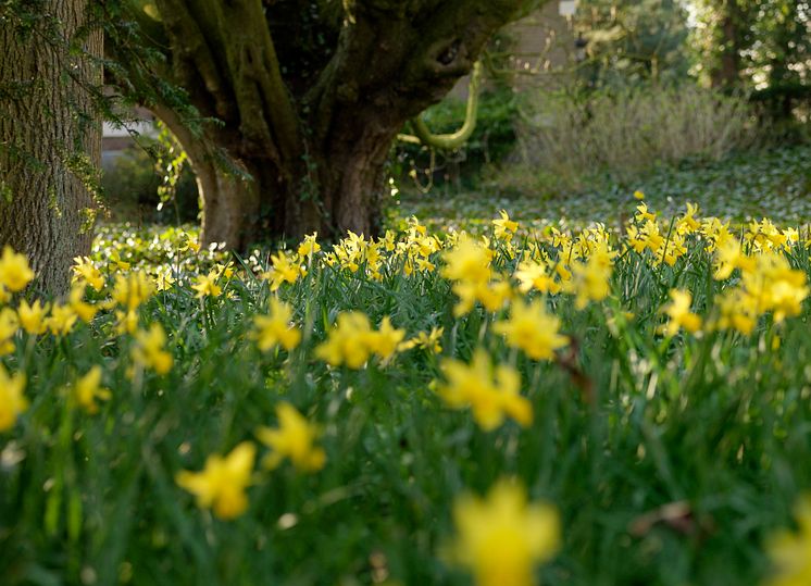 Nordisk planteringsdag - narcisser