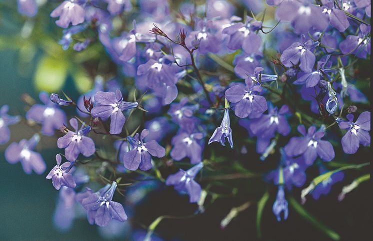 Lobelia erinus Blue Star