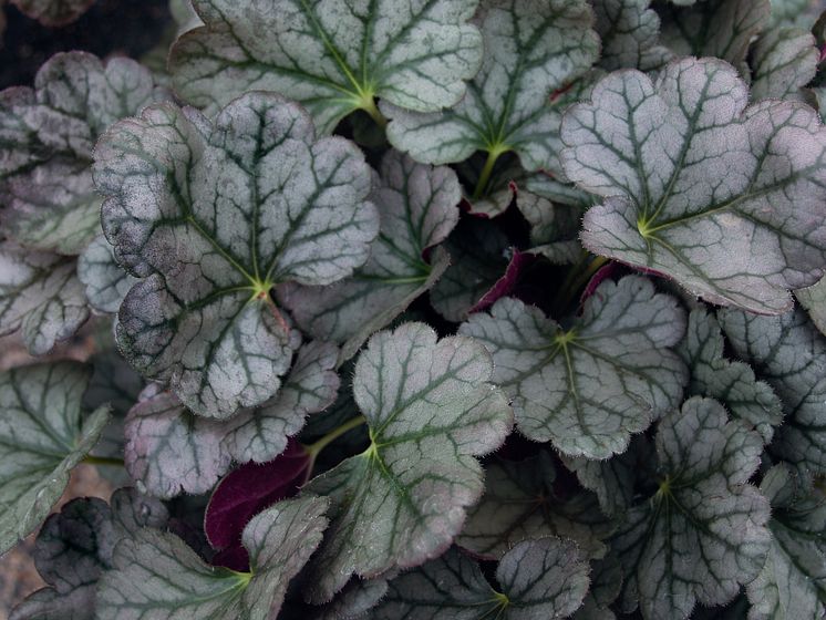 Heuchera ’Blueberry Muffin’