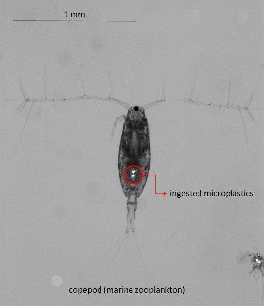 copepod_with_plastic