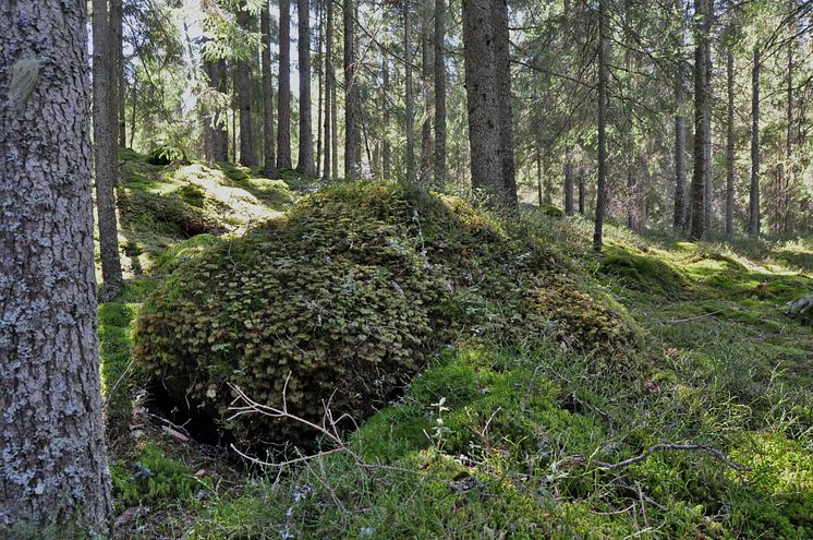 Boksjön, granskog