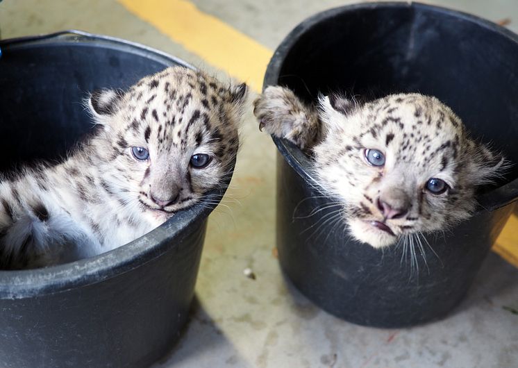 Schneeleoparden-Zwillinge im Zoo Leipzig