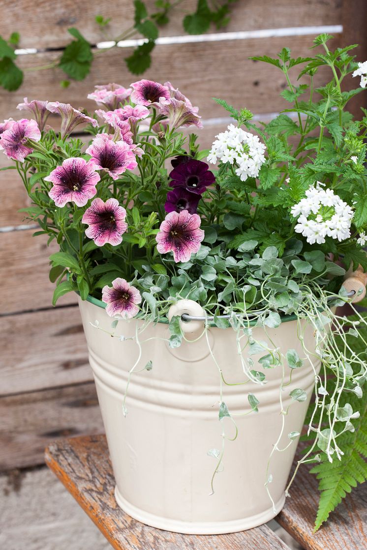 Petunia i samplantering