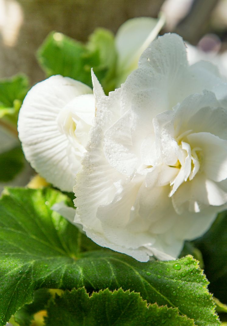 knölbegonian ’Illumination White’, Begonia x tuberhybrida (Illumination-Serien) ’Illumination White’.