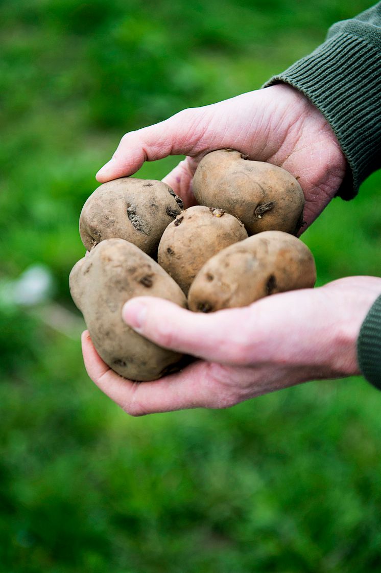 Sättpotatis för Estrellas svenska ekologiska chips