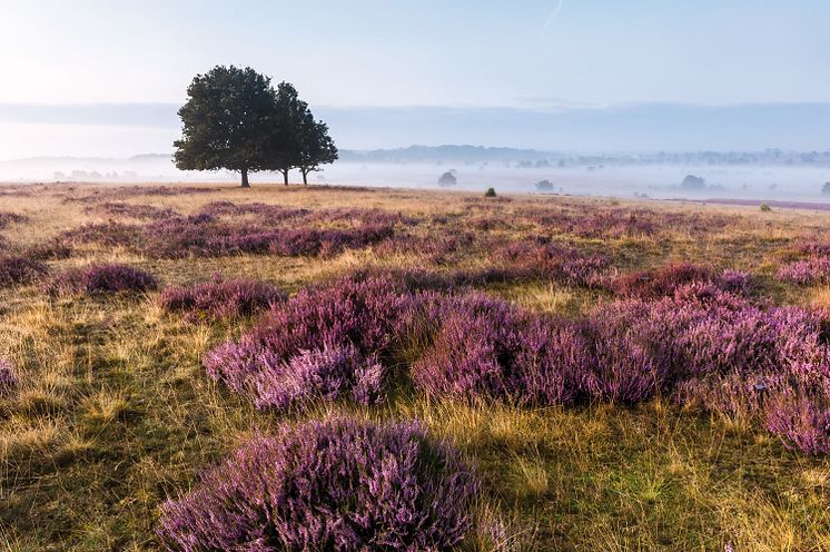 Lüneburger_Heide_Surhorn