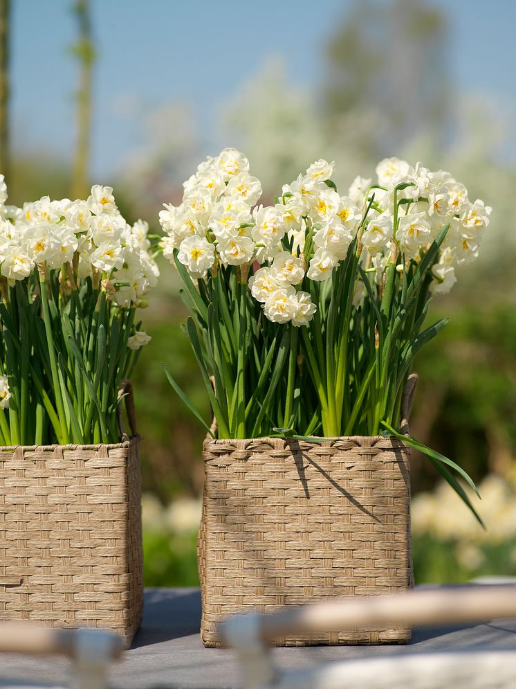 Narcissus 'Bridal Crown'