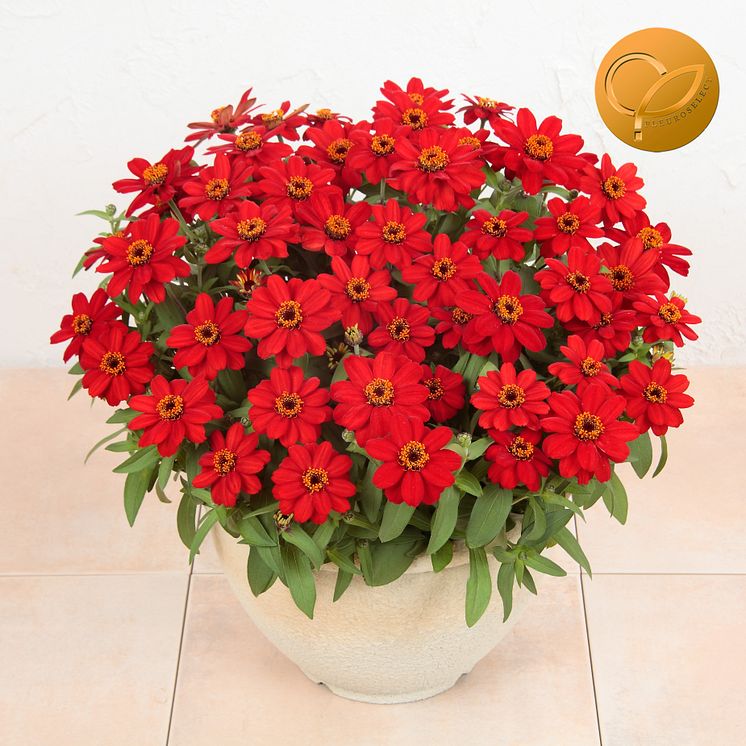 Zinnia Profusion Red