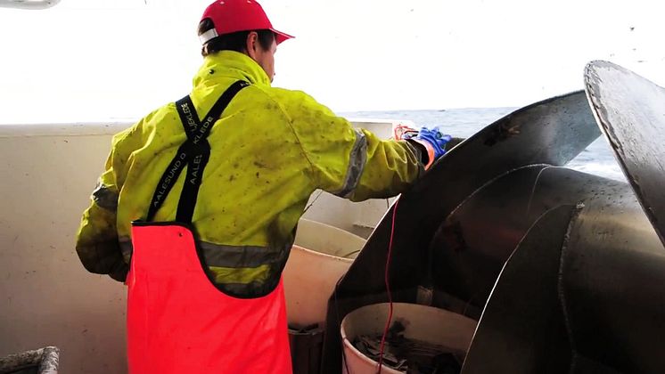 Skrei fishing in Norway