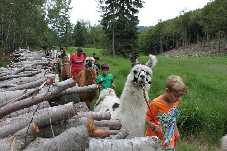 Lama-Trekking im Tessin