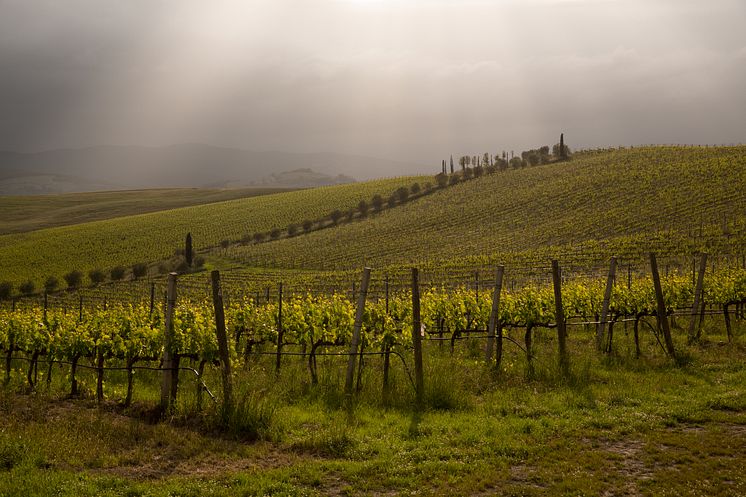 Vineyard - landscape (8)