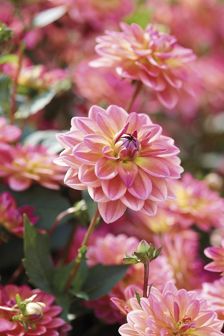 Dekorativdahlia 'Pacific View' Blomsterlandet 2023