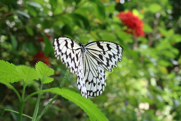 Canon PowerShot V1_CINC_Sample_Butterfly_0757[1].jpg