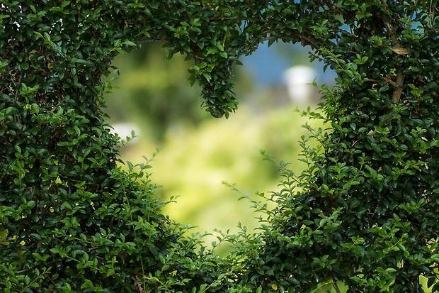 Hjärtform buske - hjärta