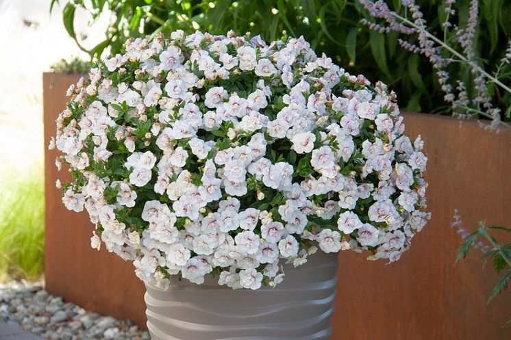 Fylldblommande småpetunia Uno Double WhitePinkVein 