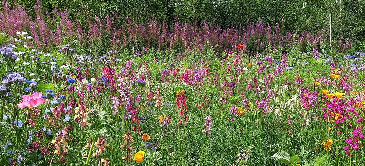 1700x774 Blomsteräng.jpg