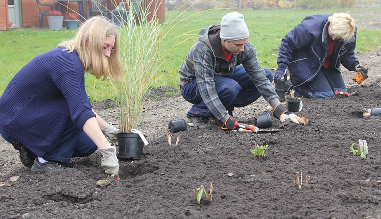 Gröna boenden - plantering