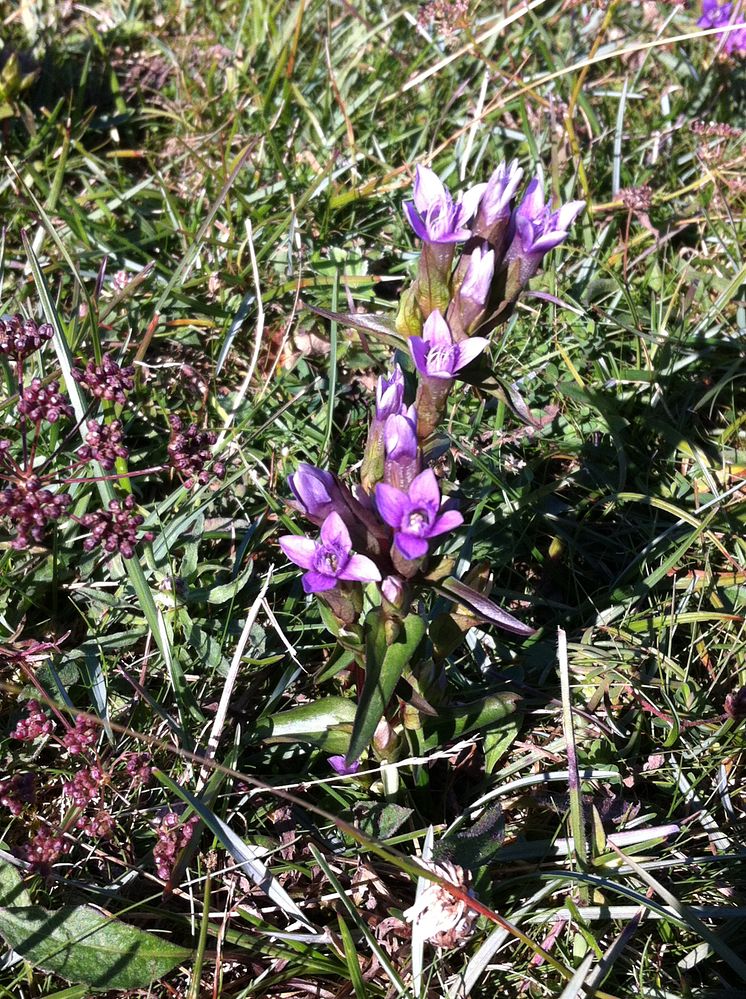 Kustgentiana