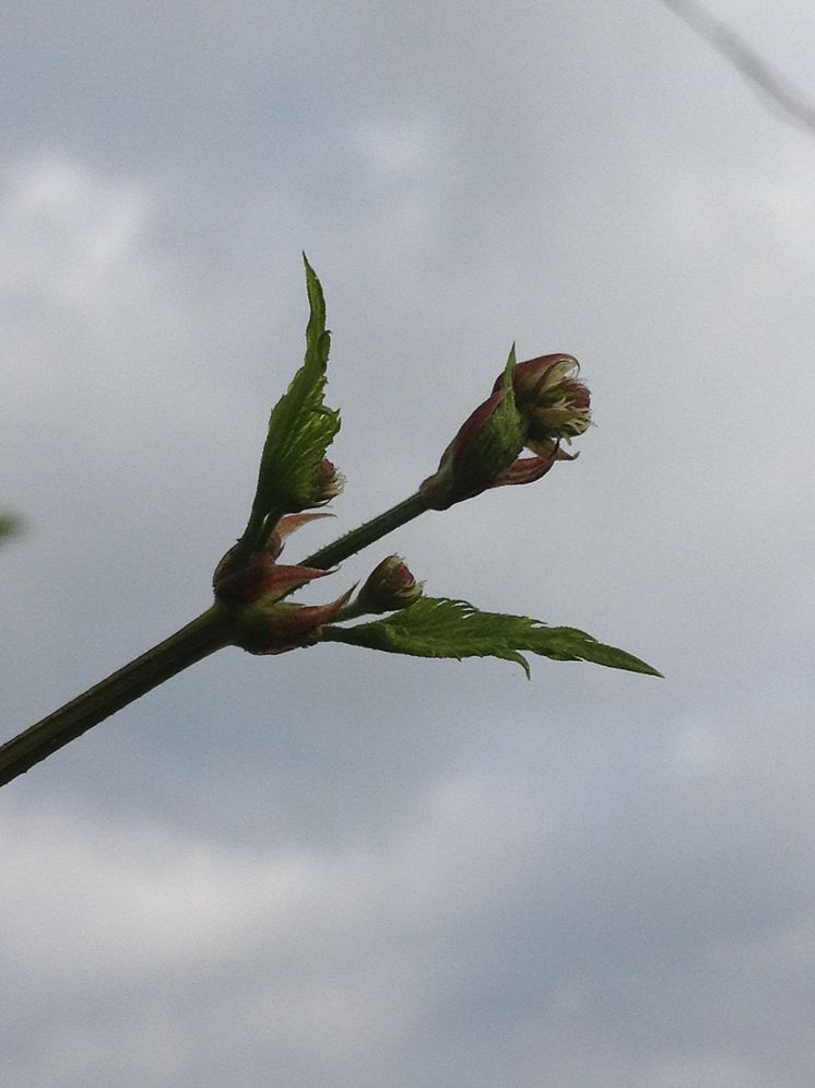 Bild på humleblomma som snart ska bilda kottar 