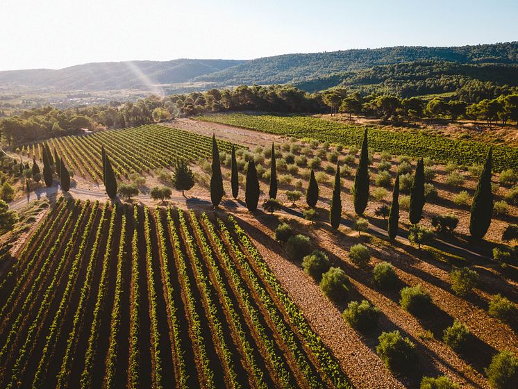 wineyard.jpg