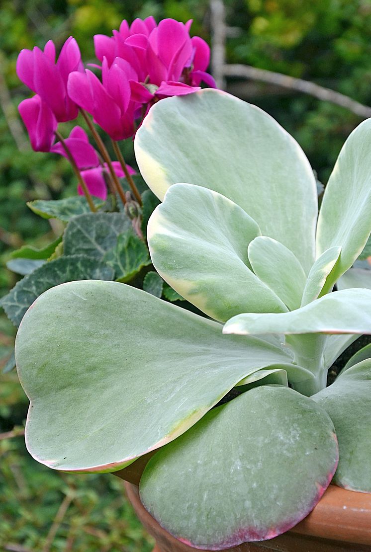 Kalla blad och varma blommor