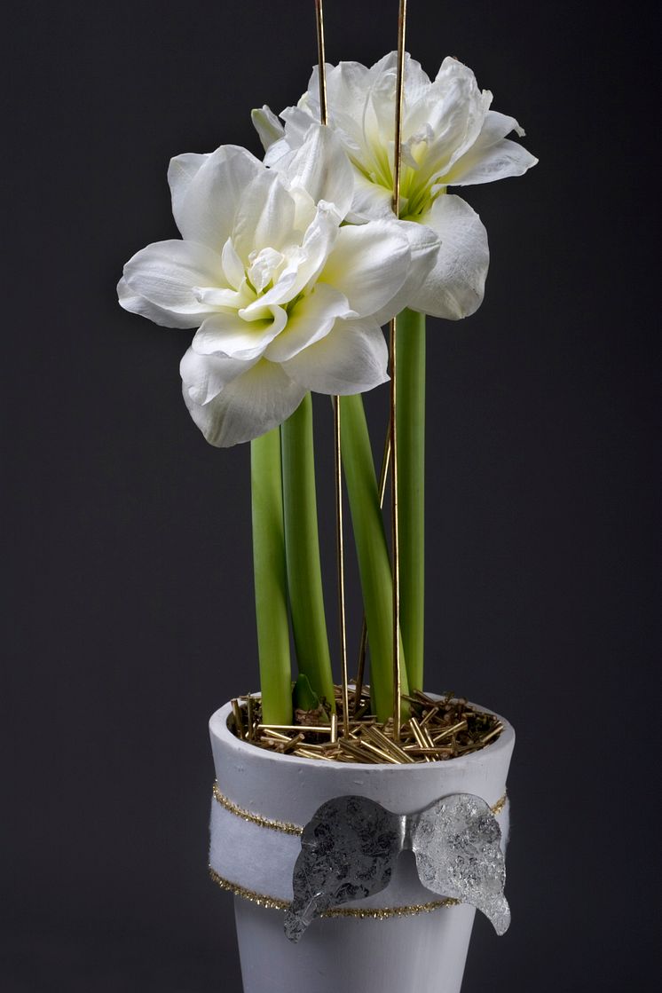 Trendigt vit amaryllis