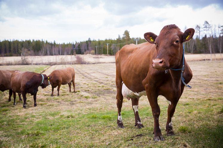 Livesänt betessläpp 2020