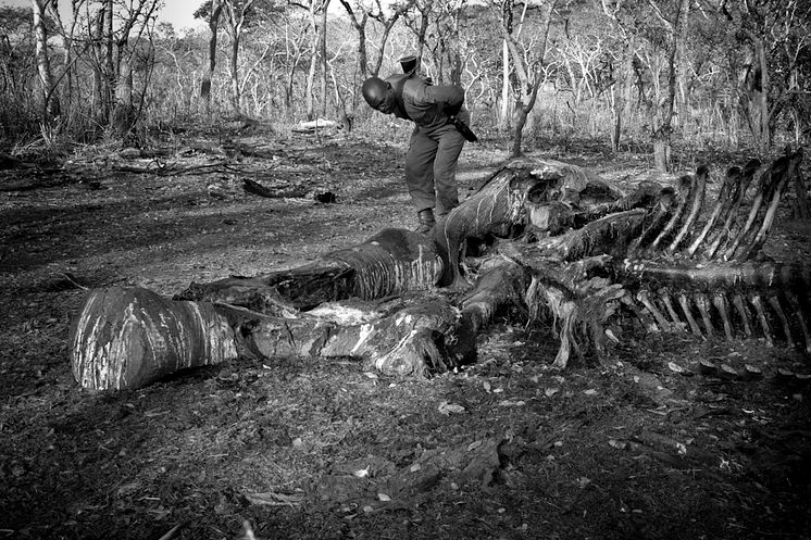 Elefant dödad av tjuvjägare i ett reservat