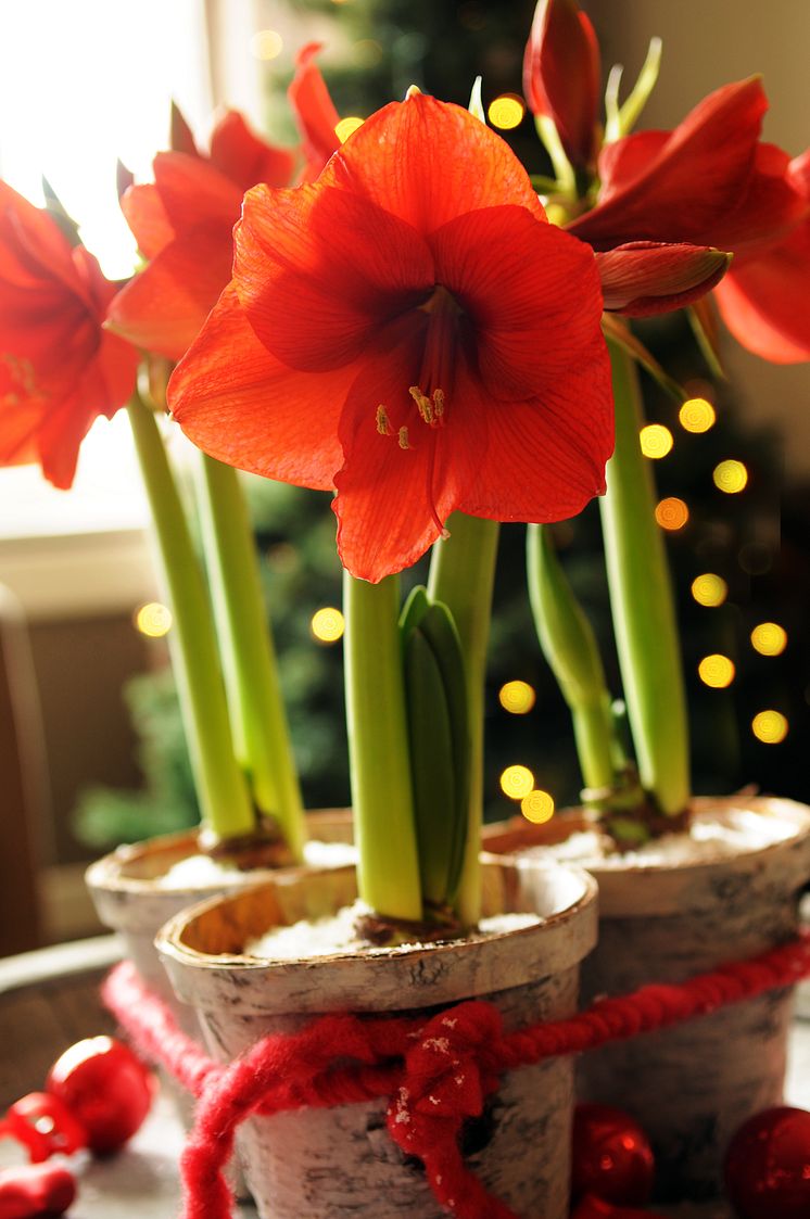 Röda amaryllis i krukor