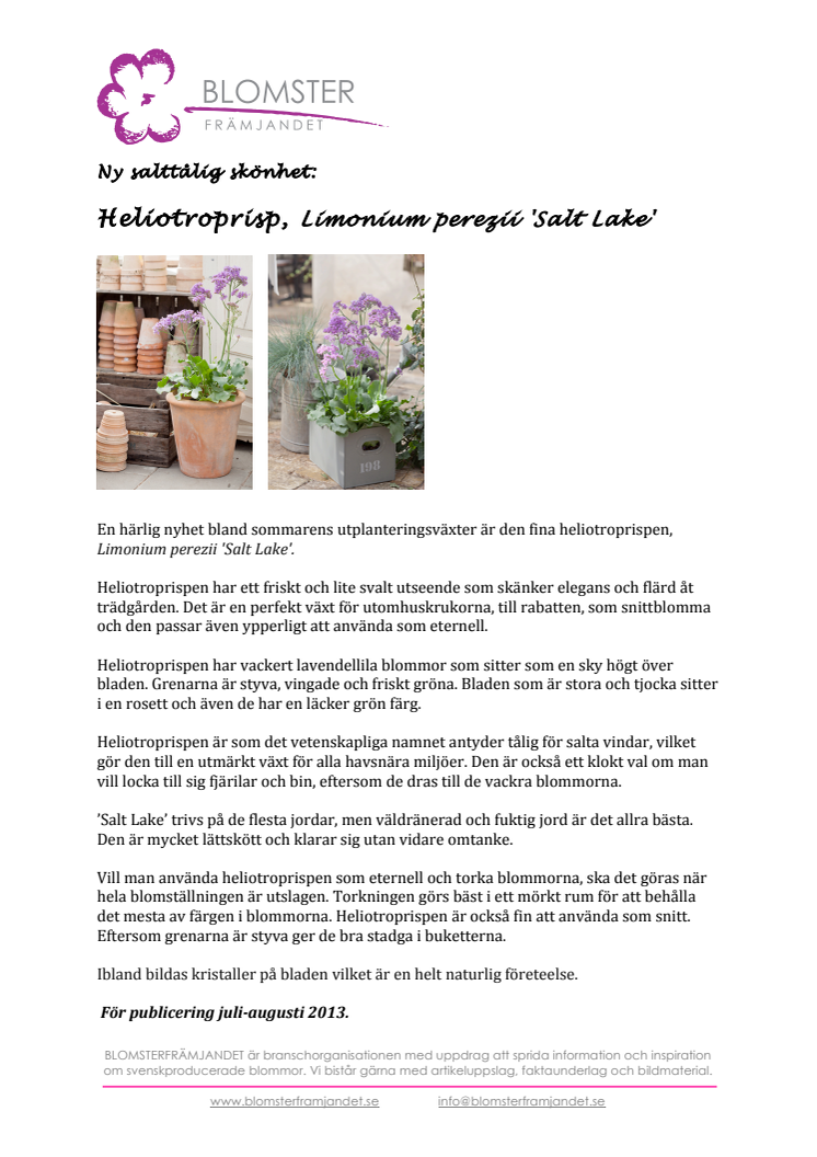 Ny salttålig skönhet: Heliotroprisp, Limonium perezii 'Salt Lake'  