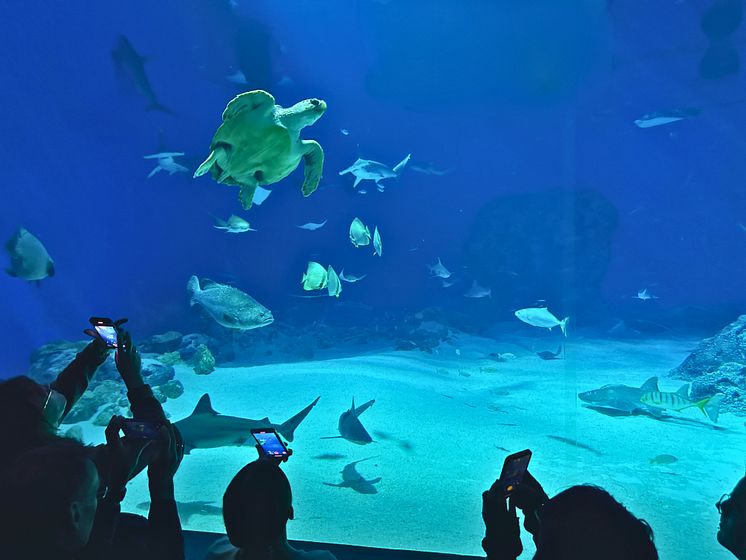 Havskildpadde i Oceantanken 